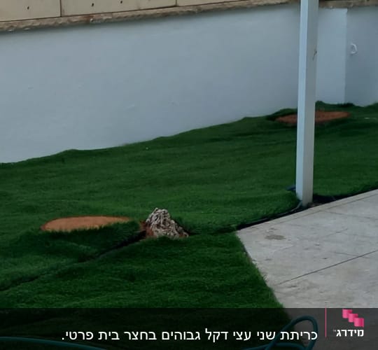 גזעי עצים כרותים בגובה פני הקרקע בחצר עם דשא סינתטי